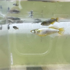 橙1ペア_メダカの画像