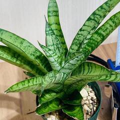 【観葉植物】サンスベリア・パゴダ（2.5号スリット鉢つき）の画像