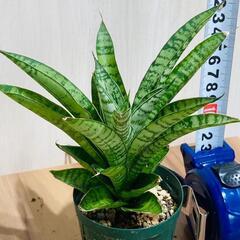 【観葉植物】サンスベリア・パゴダ（2.5号スリット鉢つき）の画像