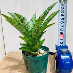 【観葉植物】サンスベリア・パゴダ（2.5号スリット鉢つき）の画像
