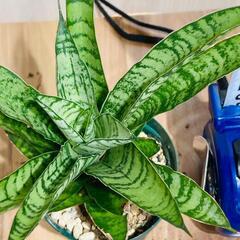 【観葉植物】サンスベリア・パゴダ（2.5号スリット鉢つき）の画像