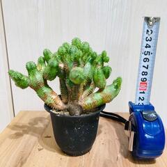 【多肉植物】ユーフォルビア・オベサブロウ（2.5号鉢つき）の画像
