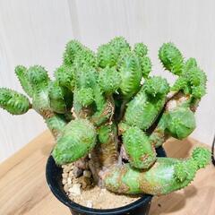 【多肉植物】ユーフォルビア・オベサブロウ（2.5号鉢つき）
