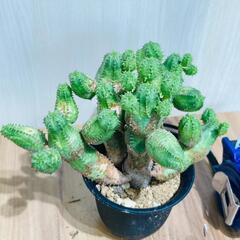 【多肉植物】ユーフォルビア・オベサブロウ（2.5号鉢つき）の画像
