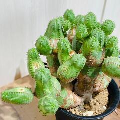 【多肉植物】ユーフォルビア・オベサブロウ（2.5号鉢つき）の画像