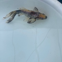 ドラゴンスケール和金　長尾　1匹の画像
