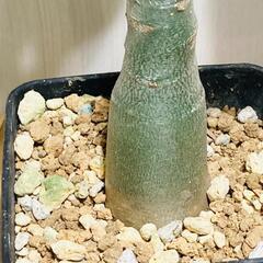 【塊根植物】アデニウム・オベスム（2.5号鉢つき）の画像