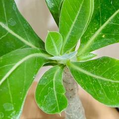 【塊根植物】アデニウム・オベスム（2.5号鉢つき）の画像