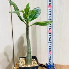 【塊根植物】アデニウム・オベスム（2.5号鉢つき）の画像