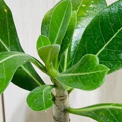 【塊根植物】アデニウム・オベスム（2.5号鉢つき）の画像