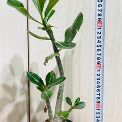 【塊根植物】アデニウム・オベスム（3号スリット鉢つき）の画像