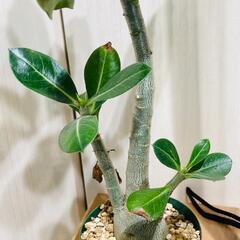 【塊根植物】アデニウム・オベスム（3号スリット鉢つき）の画像