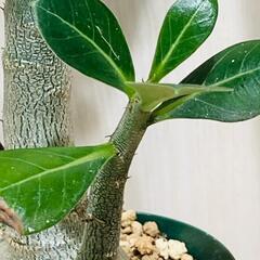 【塊根植物】アデニウム・オベスム（3号スリット鉢つき）の画像