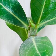 【塊根植物】アデニウム・オベスム（3号スリット鉢つき）の画像