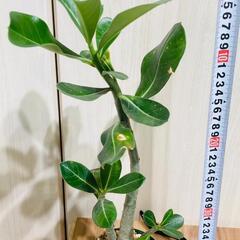 【塊根植物】アデニウム・オベスム（3号スリット鉢つき）