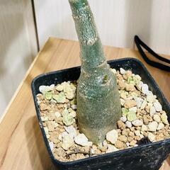 【塊根植物】アデニウム・オベスム（2.5号鉢つき）の画像