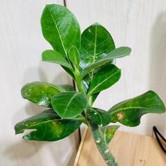 【塊根植物】アデニウム・オベスム（2.5号鉢つき）の画像