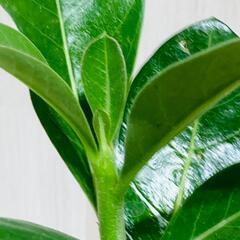 【塊根植物】アデニウム・オベスム（2.5号鉢つき）の画像