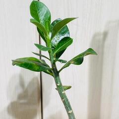 【塊根植物】アデニウム・オベスム（2.5号鉢つき）の画像