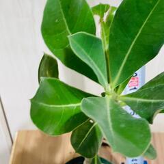 【塊根植物】アデニウム・オベスム（2.5号スリット鉢つき）の画像