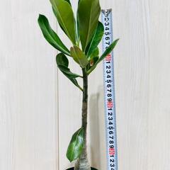 【塊根植物】アデニウム・オベスム（2.5号スリット鉢つき）の画像