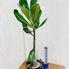 【塊根植物】アデニウム・オベスム（2.5号スリット鉢つき）の画像