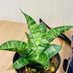 【観葉植物】サンスベリア・パゴダ（2号スリット鉢つき）