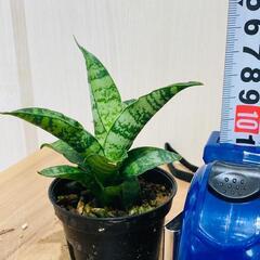【観葉植物】サンスベリア・パゴダ（2号スリット鉢つき）の画像