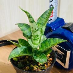 【観葉植物】サンスベリア・パゴダ（2号スリット鉢つき）の画像
