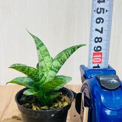 【観葉植物】サンスベリア・パゴダ（2号スリット鉢つき）の画像