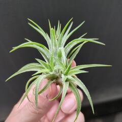 ティランジア イオナンタ ドゥルイドの画像