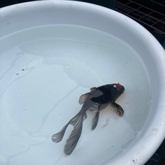 ドラゴンスケール玉サバ　長尾　1匹の画像