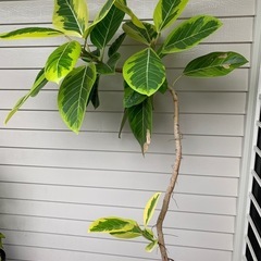 観葉植物　フィカス　アルテシマの画像