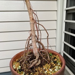 観葉植物　フィカス　アルテシマの画像