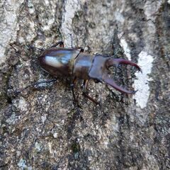 ミヤマクワガタ オス匹55mmペアの画像
