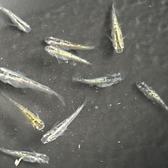 【取引中】⭐︎ネプチューンメダカ⭐︎1匹¥100-の画像