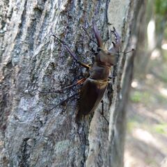 ミヤマクワガタ オス56mmの1ペアの画像
