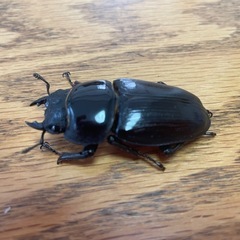 オオクワガタ　ペアセット②の画像