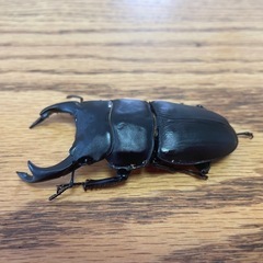 オオクワガタ　ペアセット②の画像