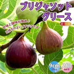イチジク苗【ブリジャソットグリース】B│8号スリットポット付き│味は、ベリーテイストで、甘みと酸味が若干強く、もっちりとした食感で、日持ちもよいので加工にもおすすめです。の画像