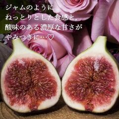 イチジク苗【ブリジャソットグリース】B│8号スリットポット付き│味は、ベリーテイストで、甘みと酸味が若干強く、もっちりとした食感で、日持ちもよいので加工にもおすすめです。の画像