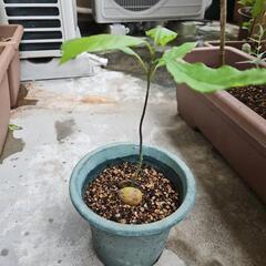 アボカド 鉢植えの画像