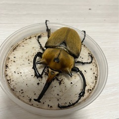 【３齢幼虫トリオ】エレファスゾウカブトの画像