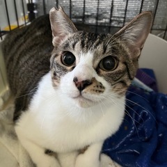 甘えん坊に大変身‼️仲良し兄弟猫🐱💕