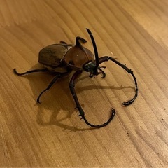 【成虫ペア】ゴロファ・ビフィドゥスの画像