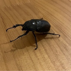 【成虫ペア】ゴロファ・ビフィドゥスの画像