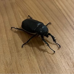 【成虫ペア】ゴロファ・ビフィドゥスの画像