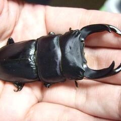 奈良県産オオクワガタ F6 ♂71ミリ ♀44.2ミリ ペアの画像