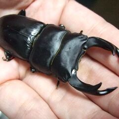 奈良県産オオクワガタ F6 ♂71ミリ ♀44.2ミリ ペアの画像