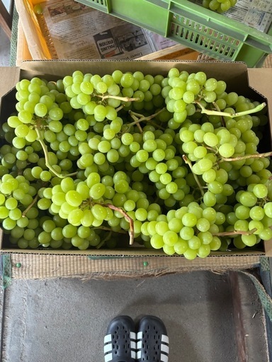 露地栽培シャインマスカット甲府産10キロ